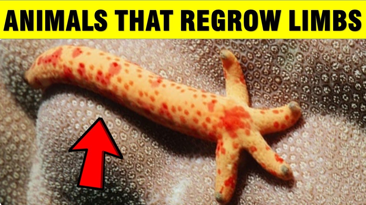 8 Amazing Animals That Can Regrow Their Limbs