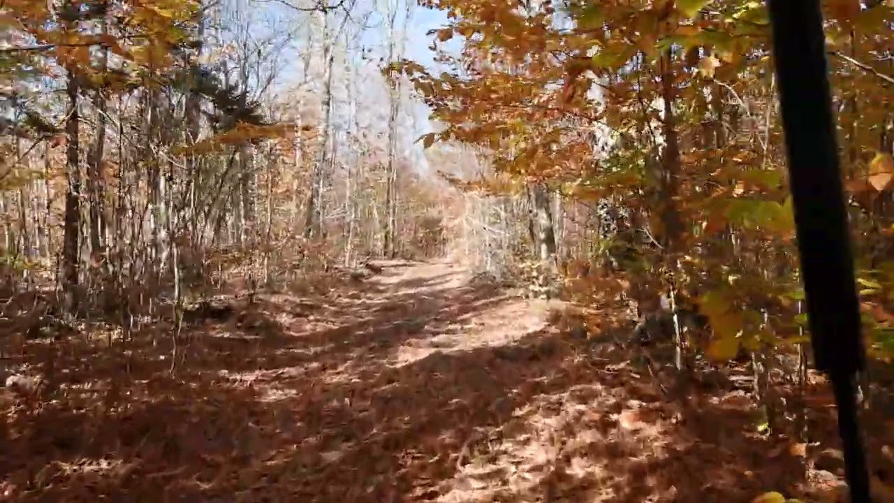 Fall ATV Ride through the Fall Forrest.