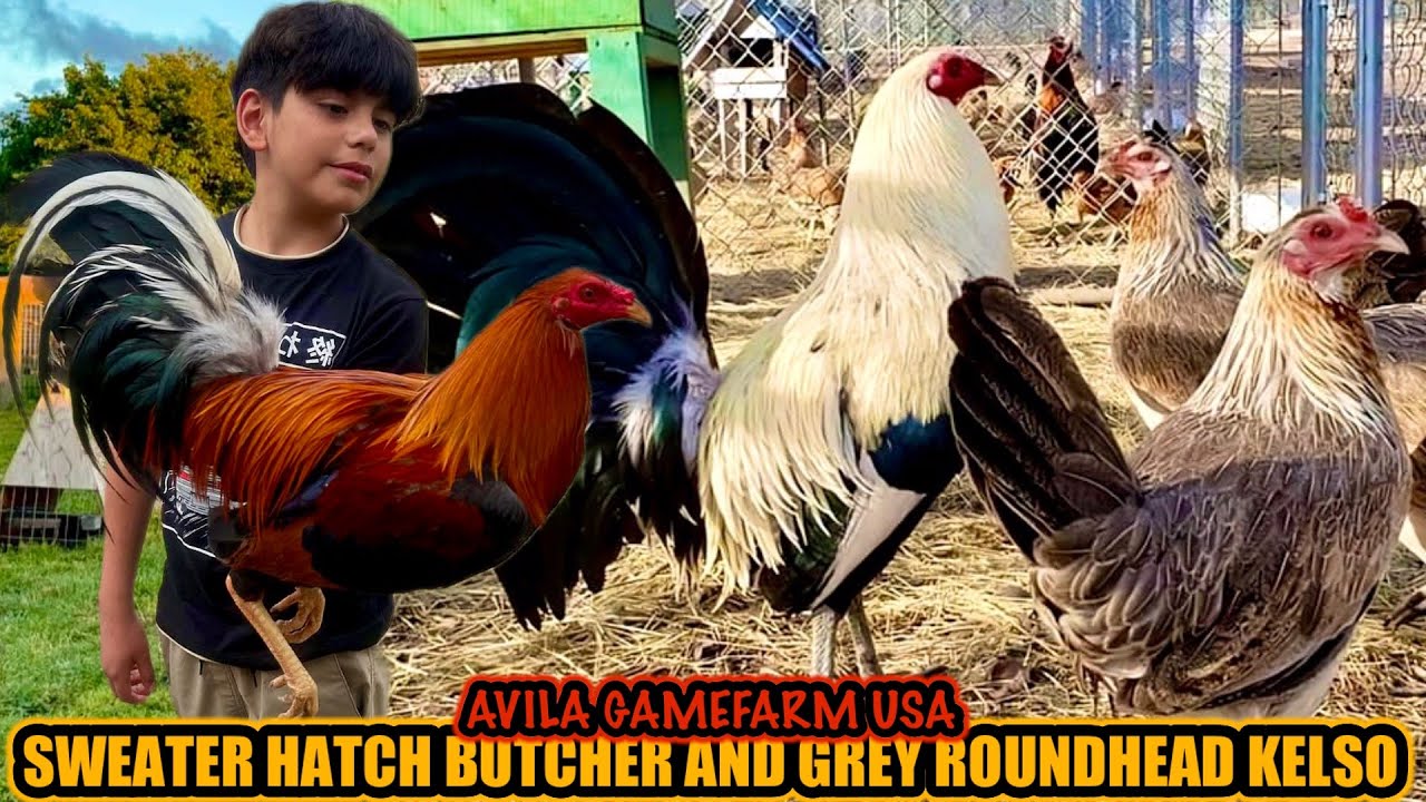 Sweater Hatch Butcher And Grey Roundhead Kelso ~ AVILA GAMEFARM KELSO