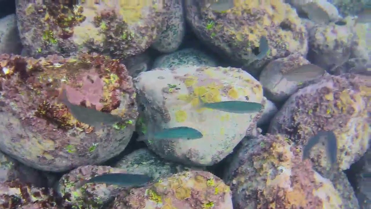 Amazing Underwater Snorkelling among fish in Tenerife Pt.11  Playa Amarilla, Costa del Silencio 4K