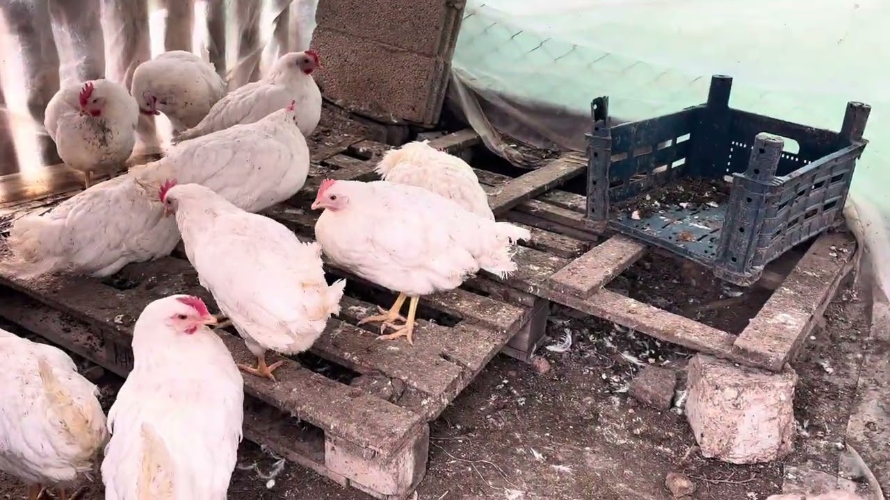 Bahçe işleri başladı