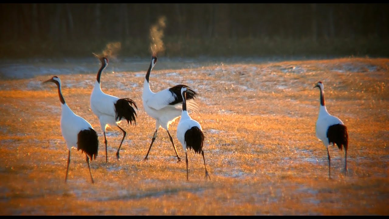 【北海道の絶景】タンチョウ　朝陽の中で　Grus japonensis　　In the inside of the morning sun