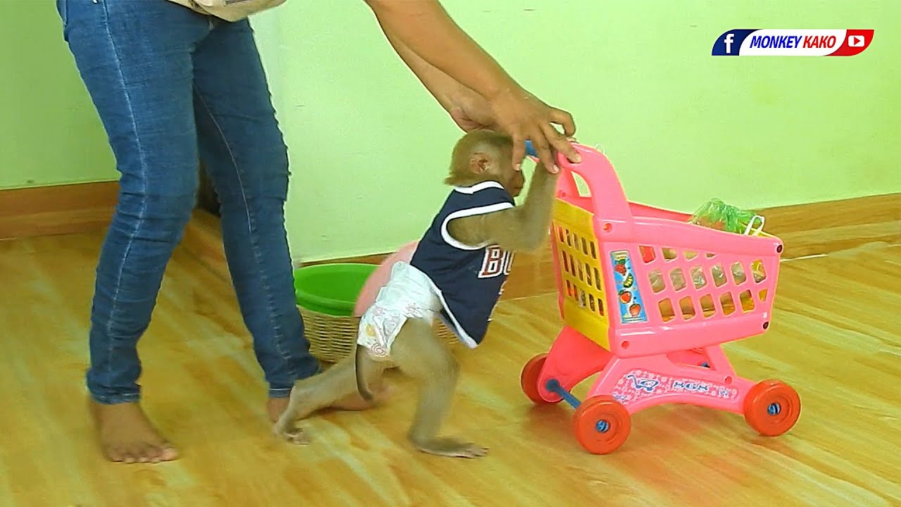 Adorable Monkey KAKO Walk And Help Mom Pushing Stroller