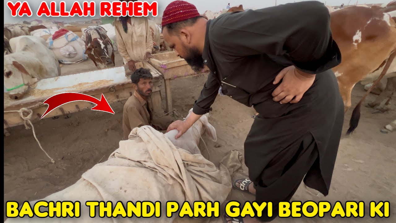 Ya Allah Rehem Baicharay Beopari Ki Bachri Thandi Parh Gayi || Bargaining at Northern Mandi 2025