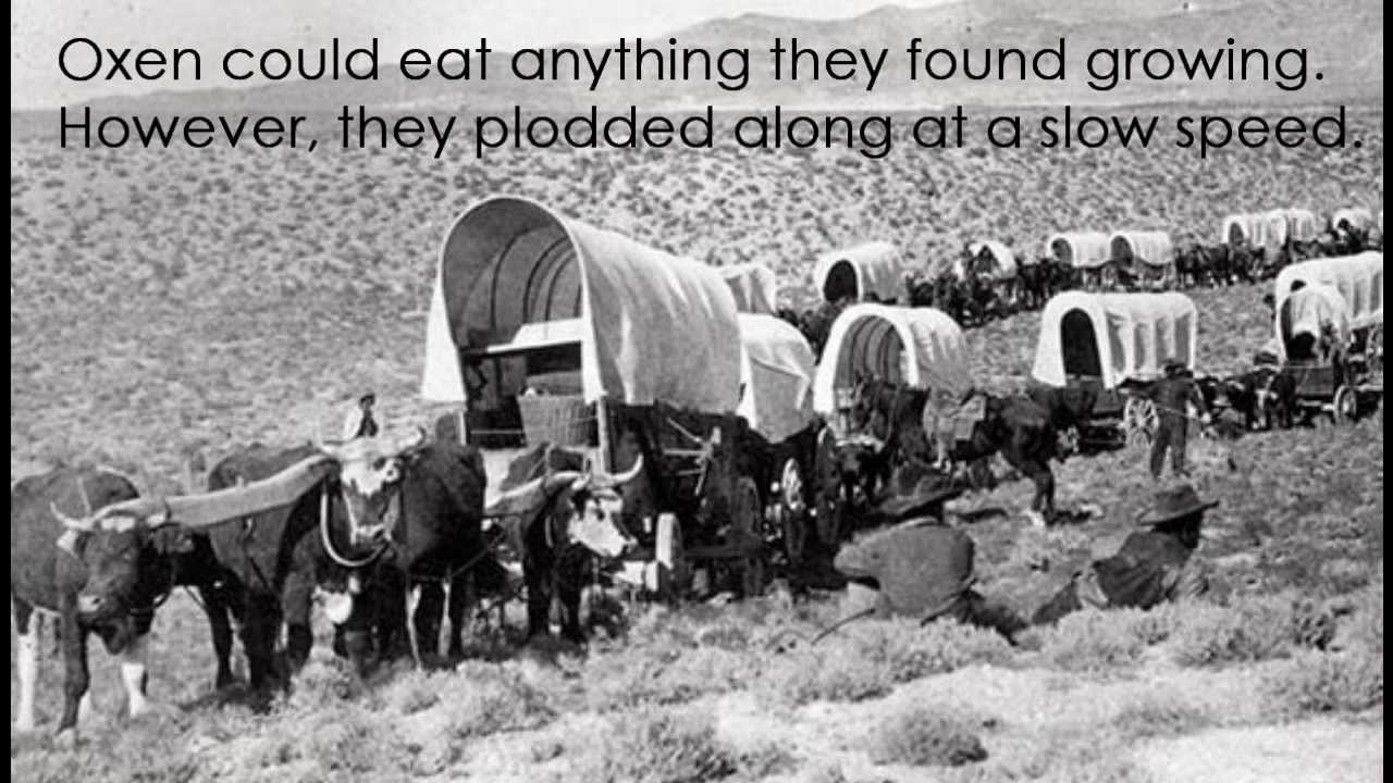 Covered Wagons of the Oregon Trail
