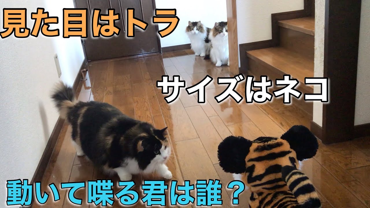 【多頭飼い】猫とファーリアルのトラとの出会いに密着してみた