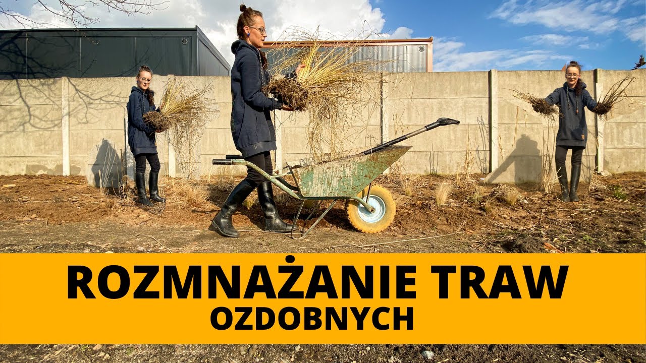 Rozmnażanie TRAW OZDOBNYCH🌱 Jak i kiedy rozmnożyć miskanta rozplenicę turzycę i inne trawy?