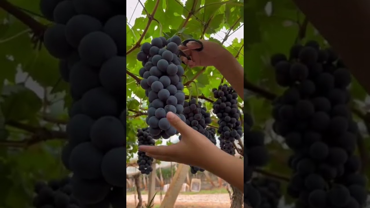 Grape Harvest Fresh From Vineyard 😎#satisfying #short