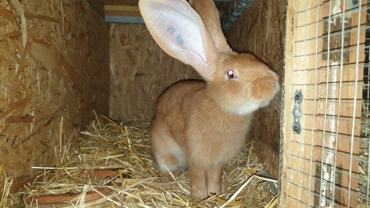 Exemplare Disponibile Rasa Urias German Galben, Available Giant German Yellow, Kroliki, Kaninchen