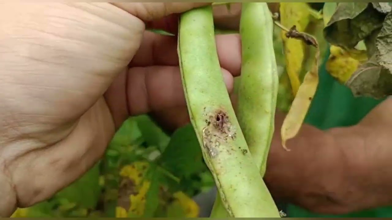 LA COSECHA / EL FIN DEL HERMOSO PROYECTO DEL FRIJOL