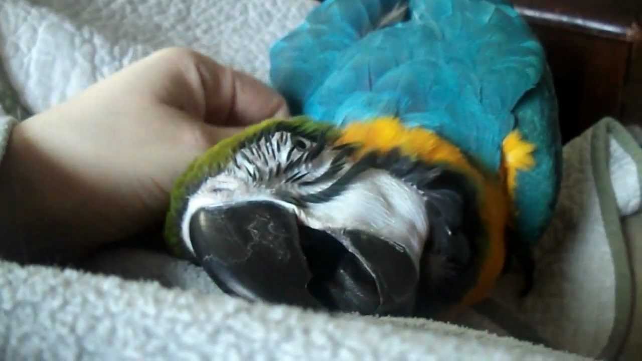 blue and gold macaw... awww...