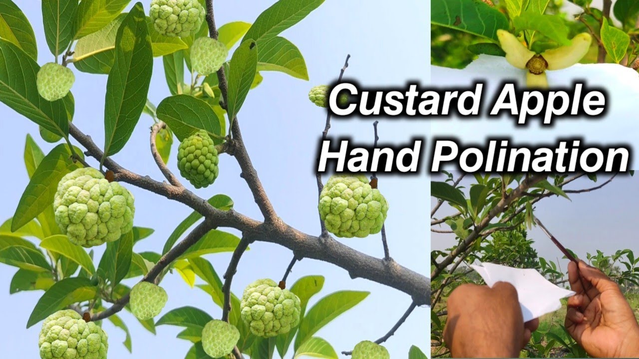 How to polination custard apple #farming #cuatardapple #polination