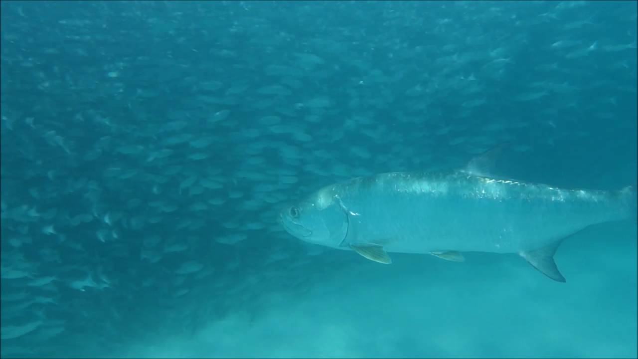 Mullet Run The New Footage !!!