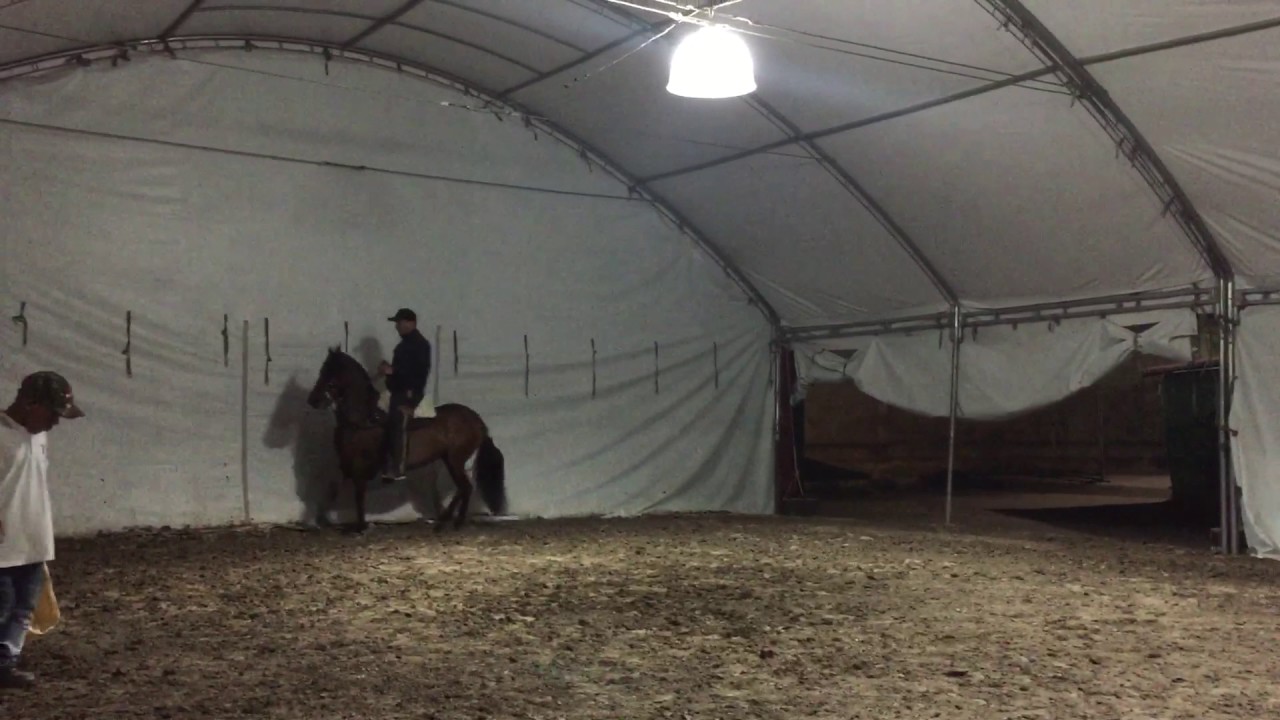 Tripleta de Santa Isabela , del Criadero la Ilusi&oacute;n entrenando para Agroexpo 2017 de la mano de Alex