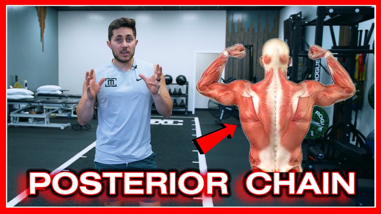 Posterior Chain Guide (Importance, Exercises, Function)