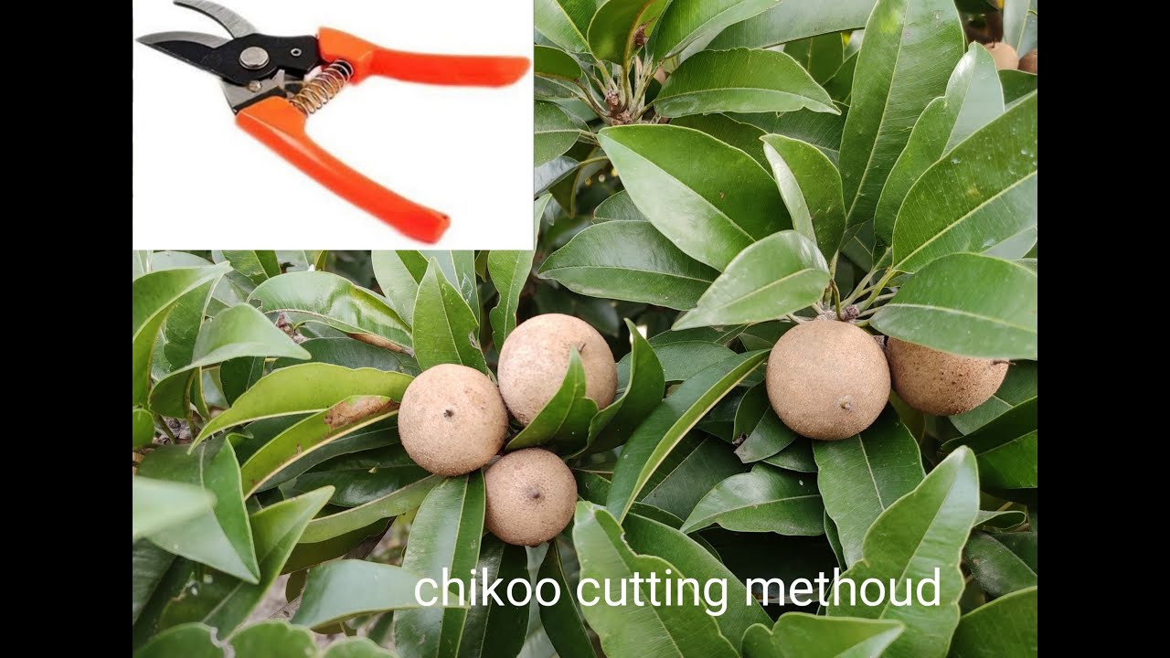 chikoo pruning sapodilla #chikoo cutting