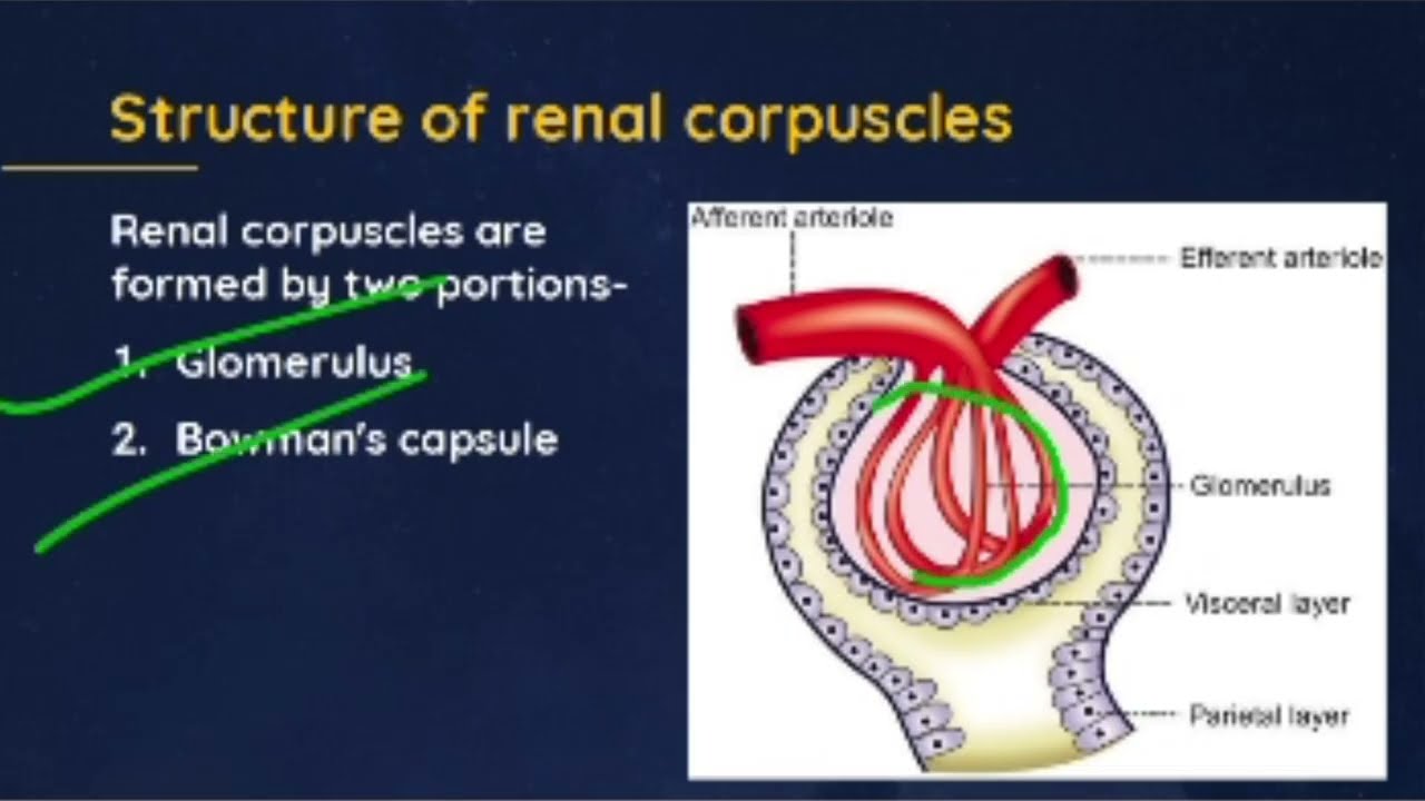 Nephron – Structure & Function | Renal Physiology | Dr Saroj Kanwar | PhysioStudy