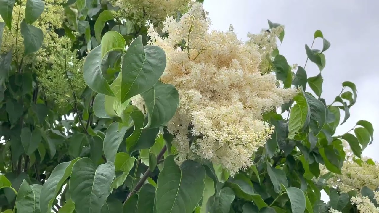Ivory Silk Japanese Lilac - One of the prettiest blooming ornamental trees