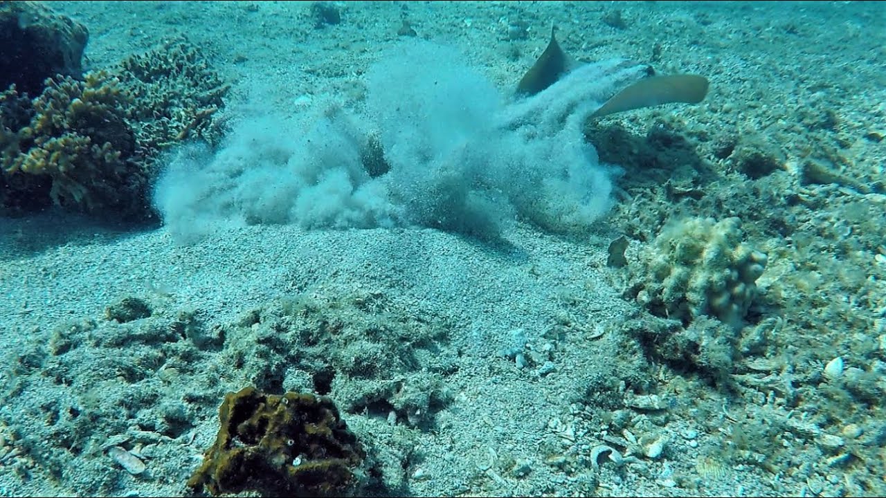 2020-06-27 - Île aux Canards - Nouméa - Nouvelle Calédonie
