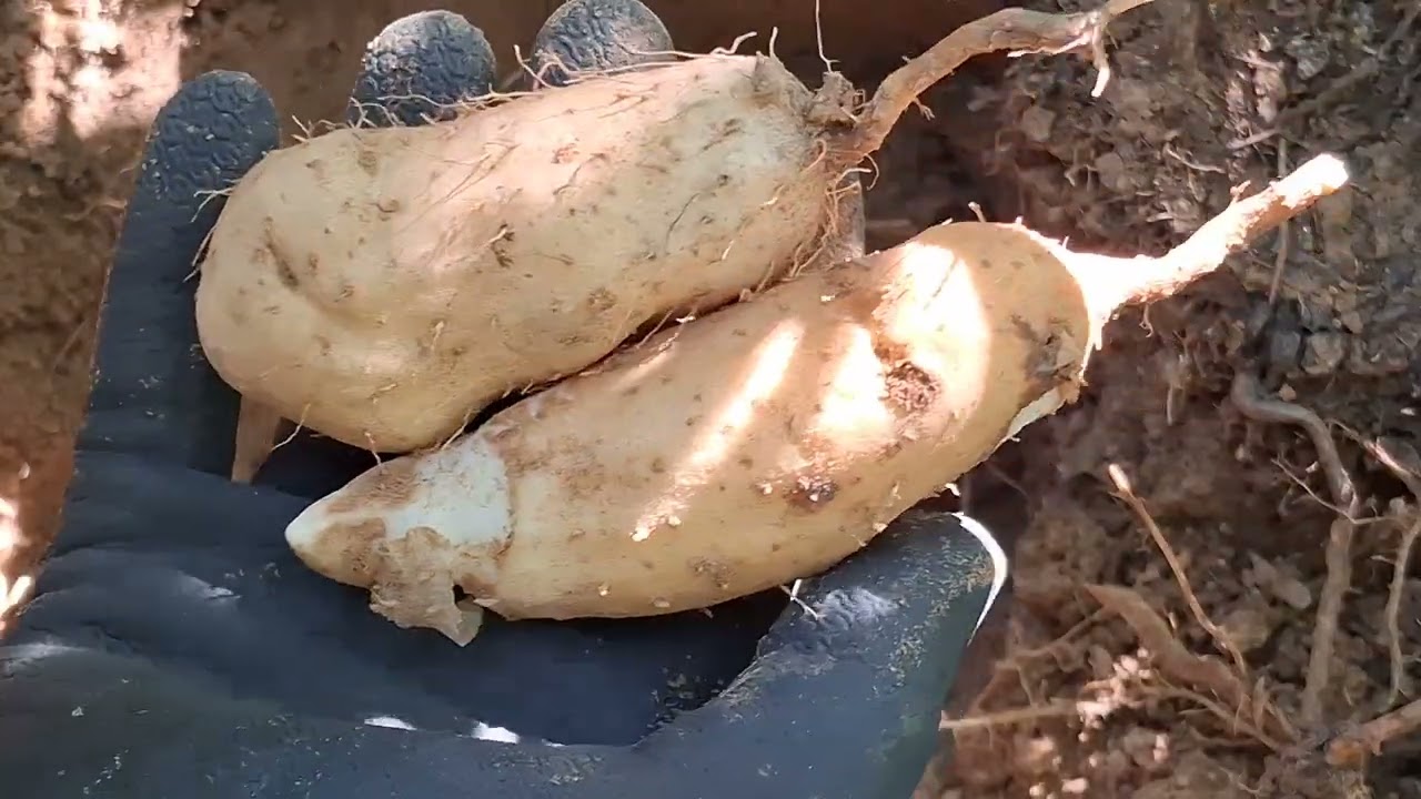 ขุดมันแซงป่า