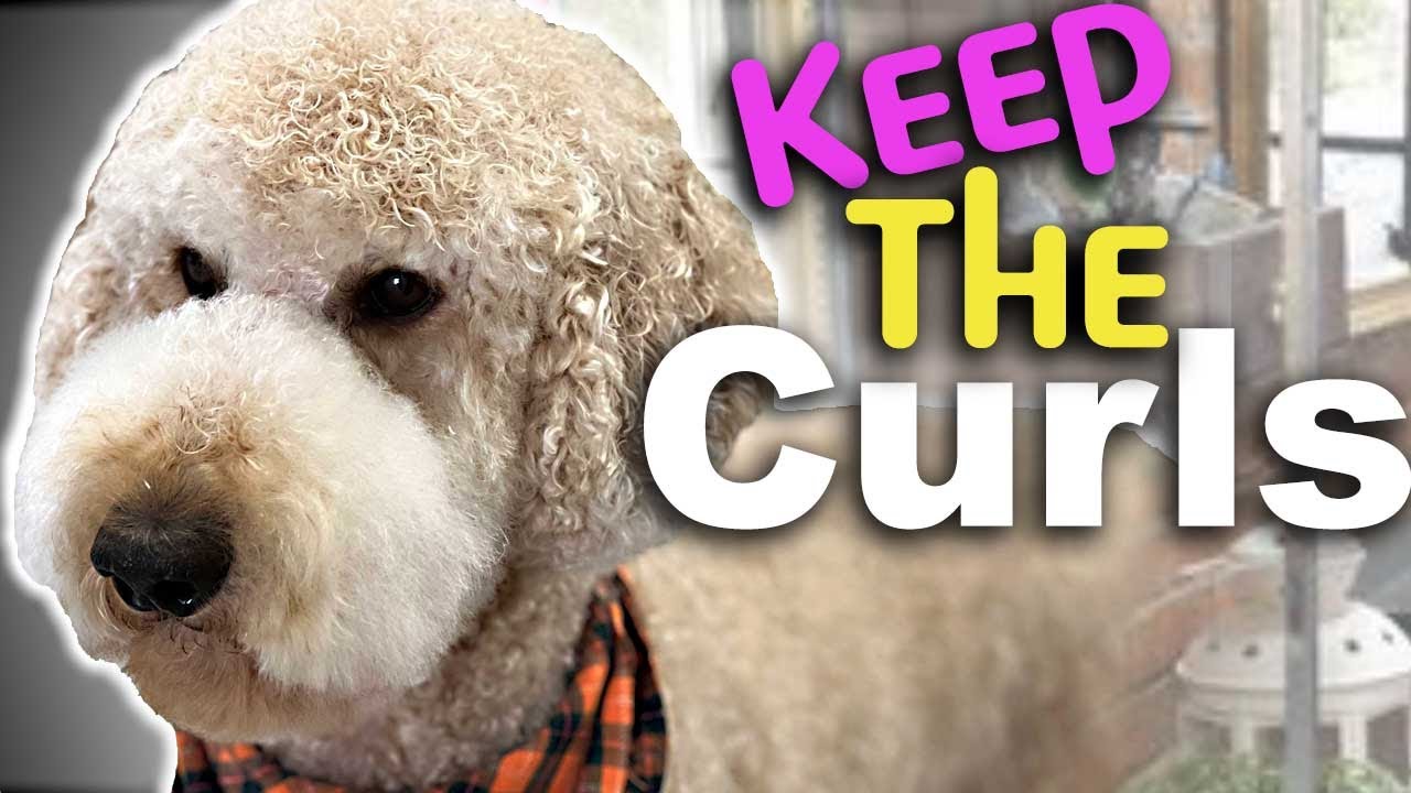 How to KEEP CURLY DOG HAIR when you GROOM your DOG