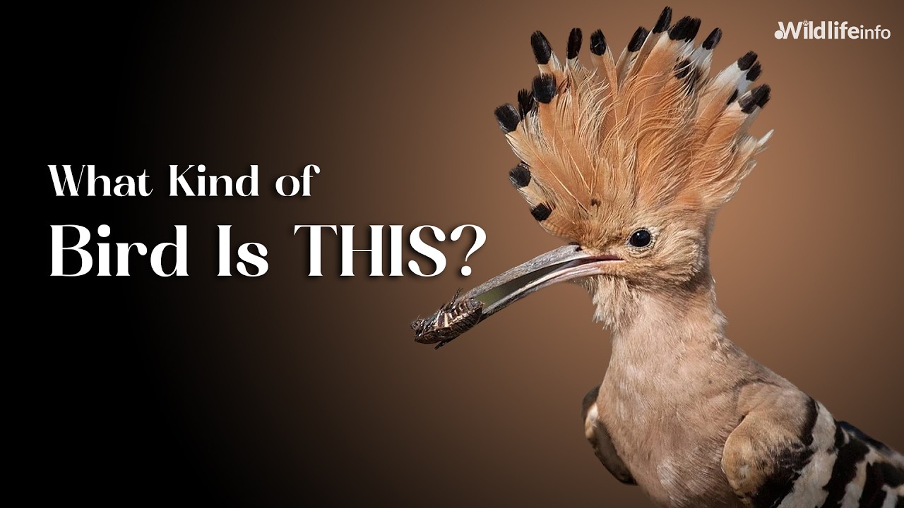 The Strange Beauty of the Hoopoe Bird Revealed!