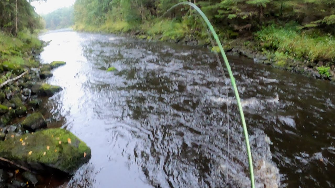 Uuden Kosken Koluamista (Taimenta/Haukea/Ahventa)
