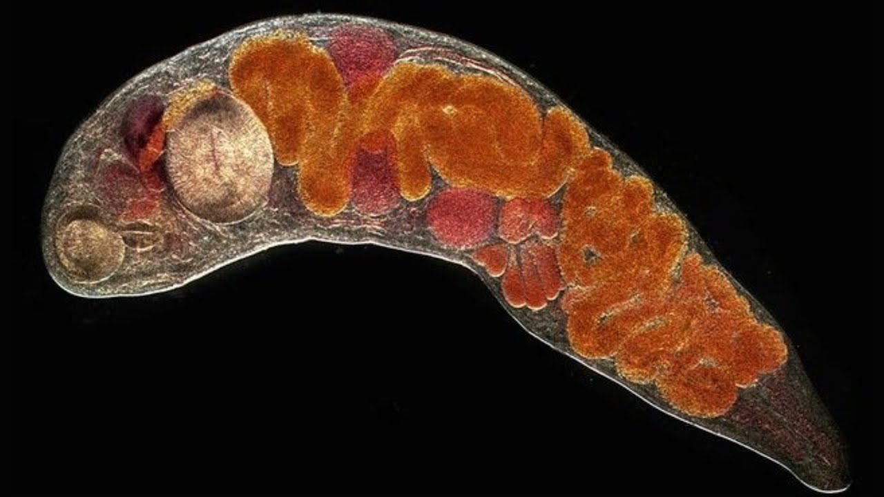 Filo Platyhelminthes – Parte 3: Trematódeos/Monogenéticos/Digenéticos Parasitas.