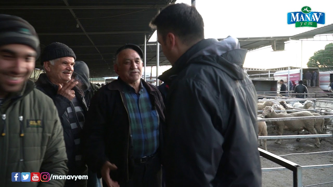 Hayvan Pazarı Havran Balıkesir | Küçükbaş Hayvan Pazarı
