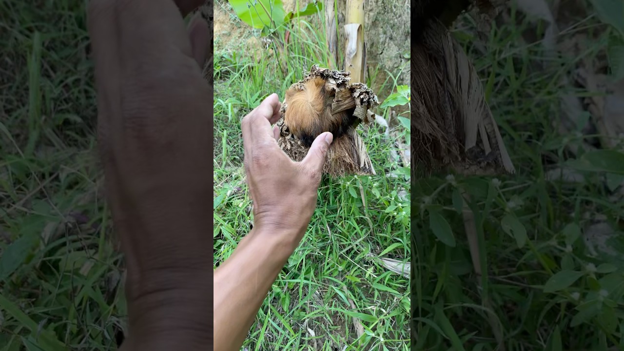 This animal is ready to be taken #animals #shorts #nest #nature #birdsong #wildlife #birds #farming