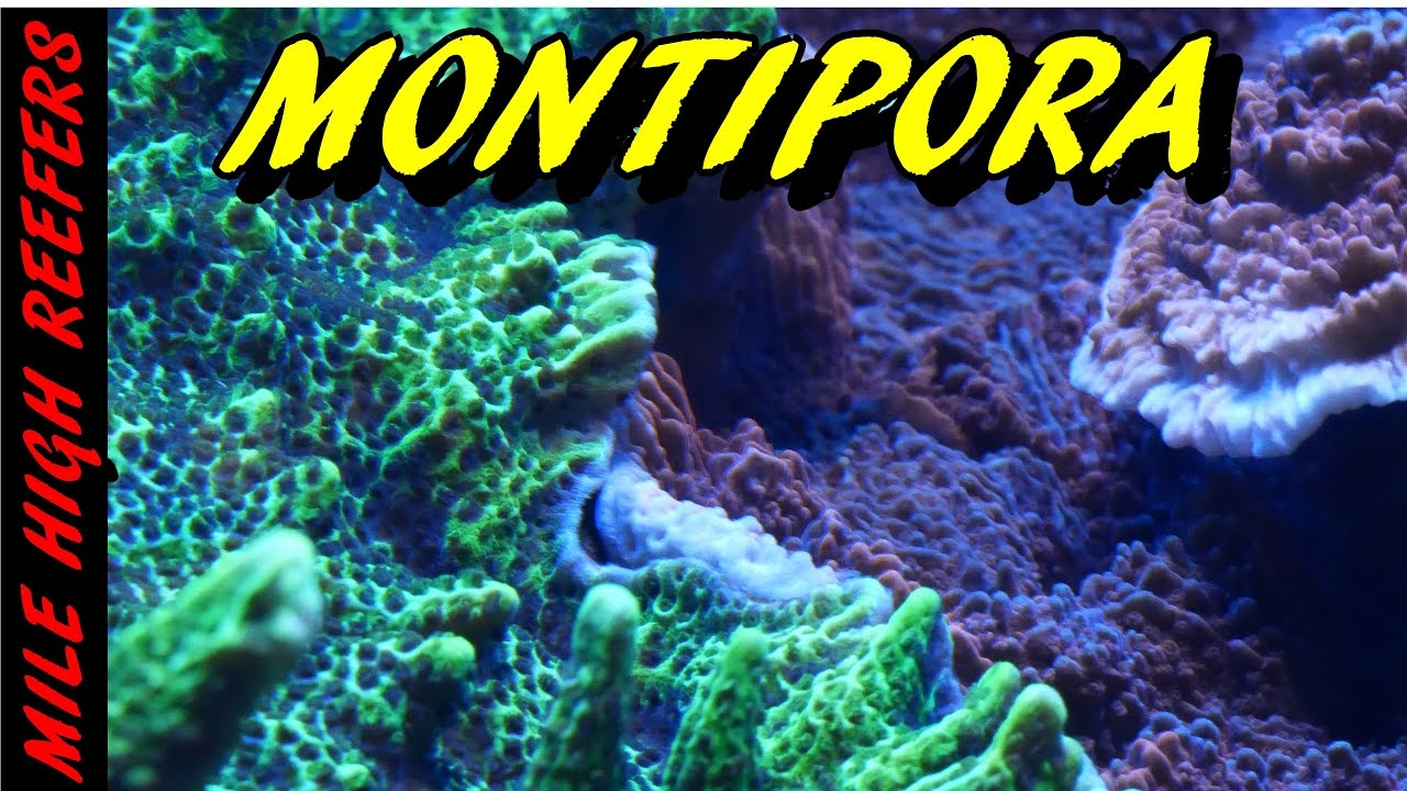 Montipora Why I Love it so Much