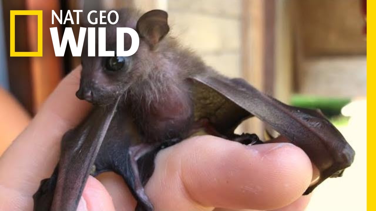 Watch Attempt to Save a Tiny Orphaned Fruit Bat | Nat Geo Wild
