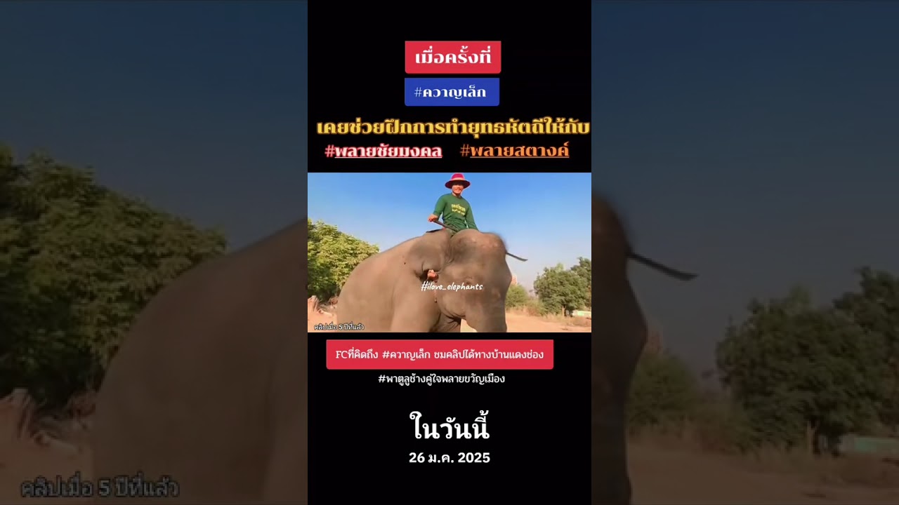 สุดยอด!!ฝึกช้างยุทธถีพลายชัยมงคลและพลายสตางค์ #พลายชัยมงคล #พลายสตางค์ #ช้างยุทธหัตถี #ไอเลิฟช้าง 