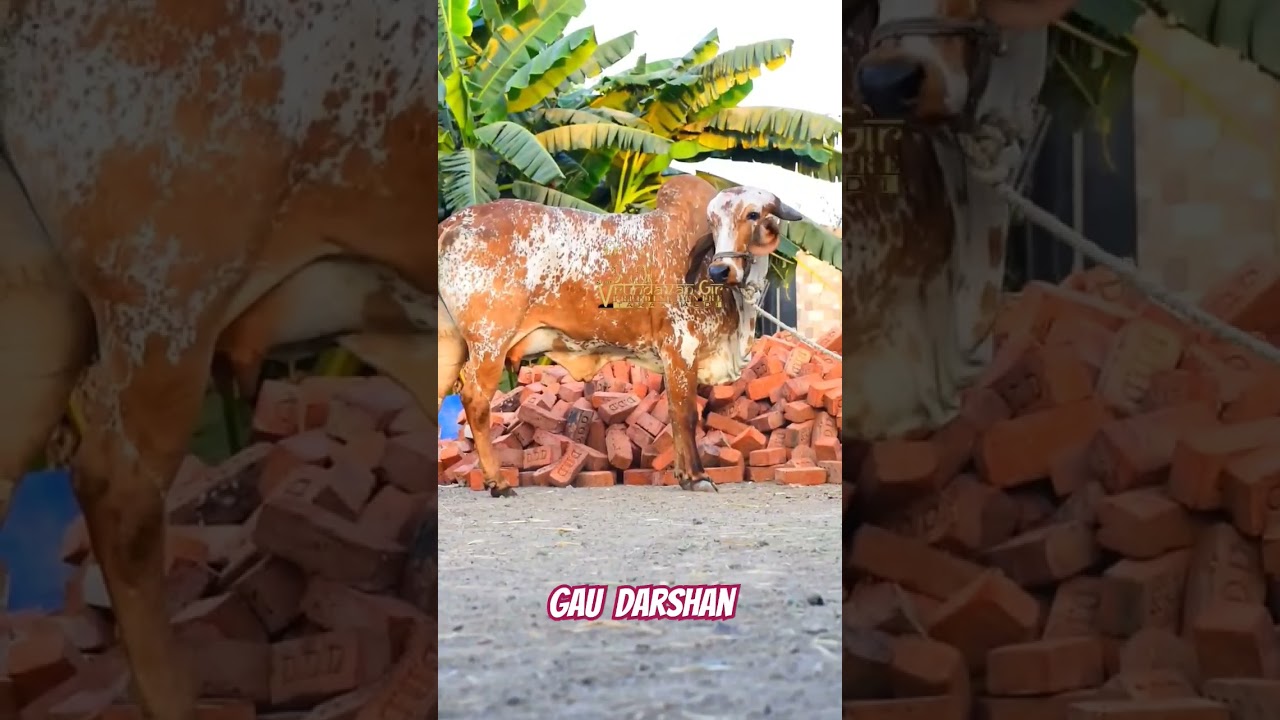 Gau Darshan : Top Quality Gir Heifer kabri 