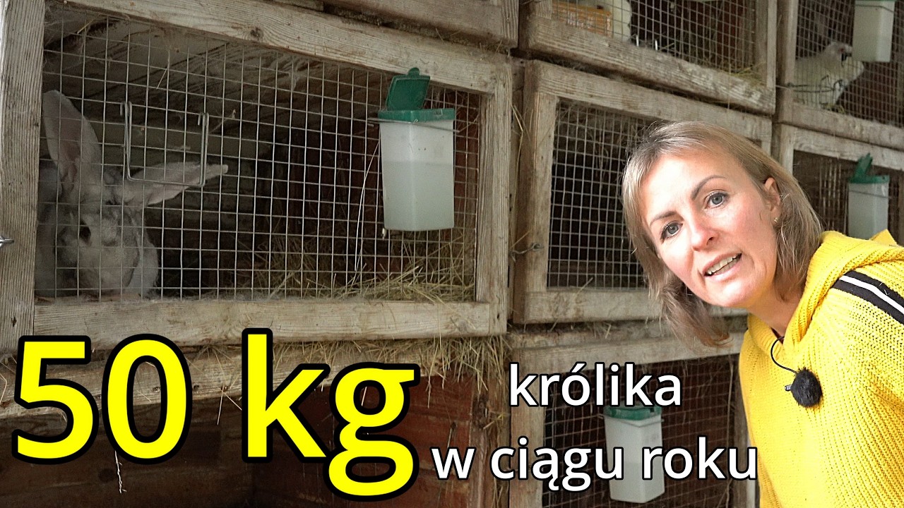 Króliki na wsi – zasady chowu, żywienie, wybór do hodowli i etyczny ubój