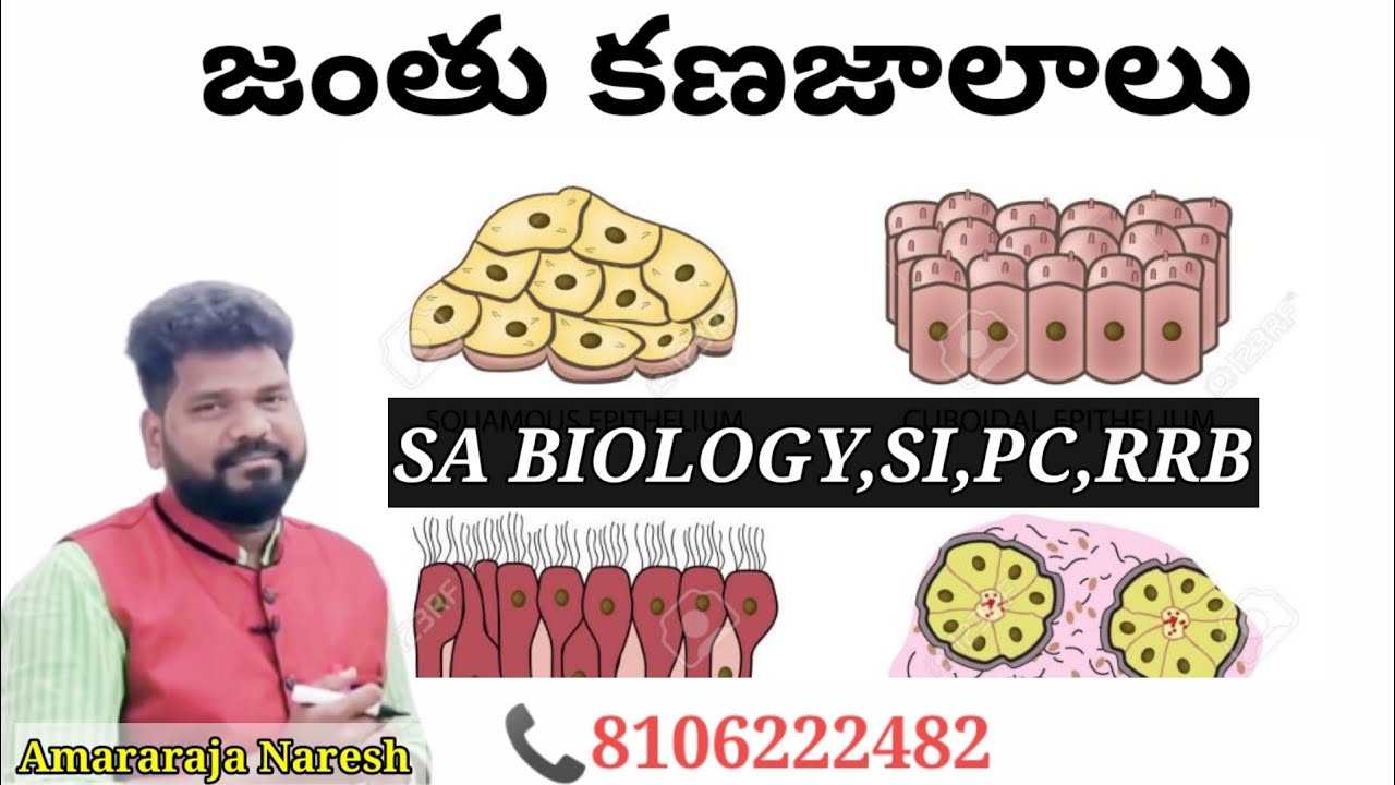 జంతు కణజాలాలు||జంతుశాస్త్రం- ఇంటర్మీడియట్ ప్రథమ సంవత్సరం||
