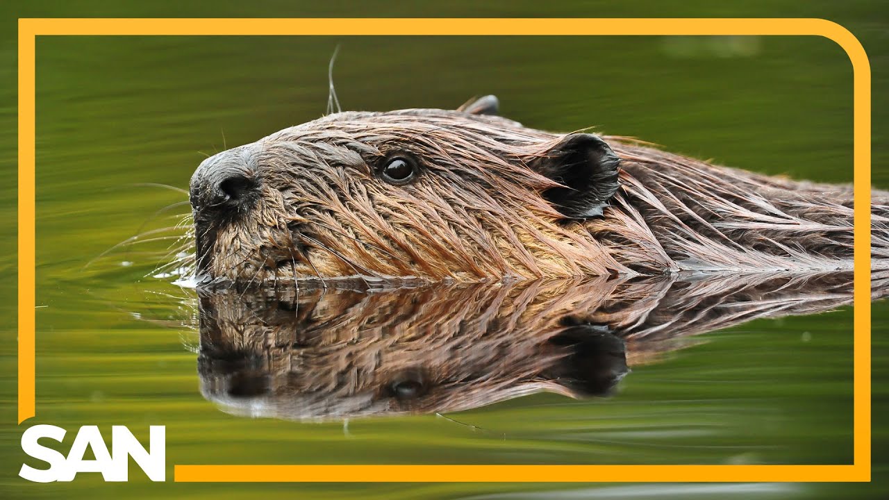 Beavers credited with saving taxpayers roughly $1.2M in Czech Republic