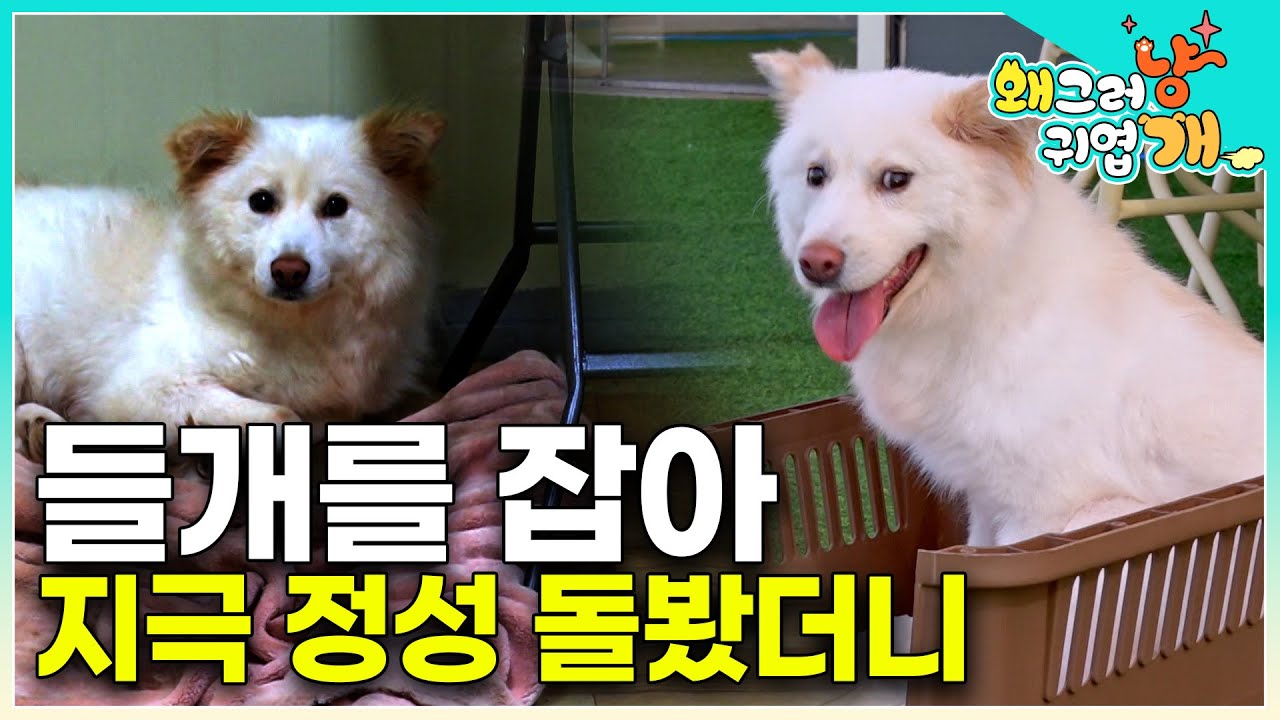 잡힌 후 움직이지도 걷지도 못하던 아이가 설쌤을 만나 달라지기 시작했다. 익숙하지 않은 사람의 손길에 무서워 배변 실수까지 하던 아이는...｜#왜그러냥귀엽개