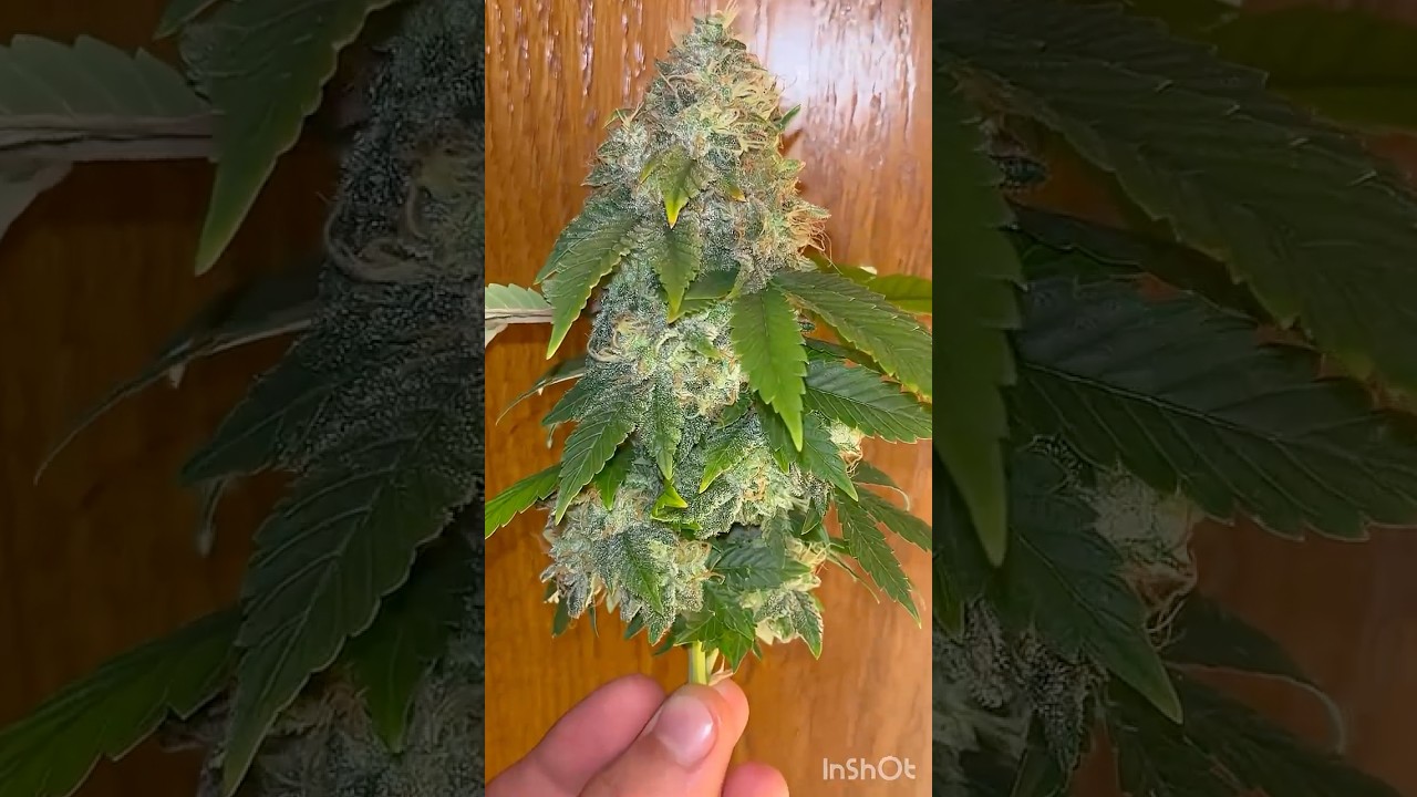 Harvest time