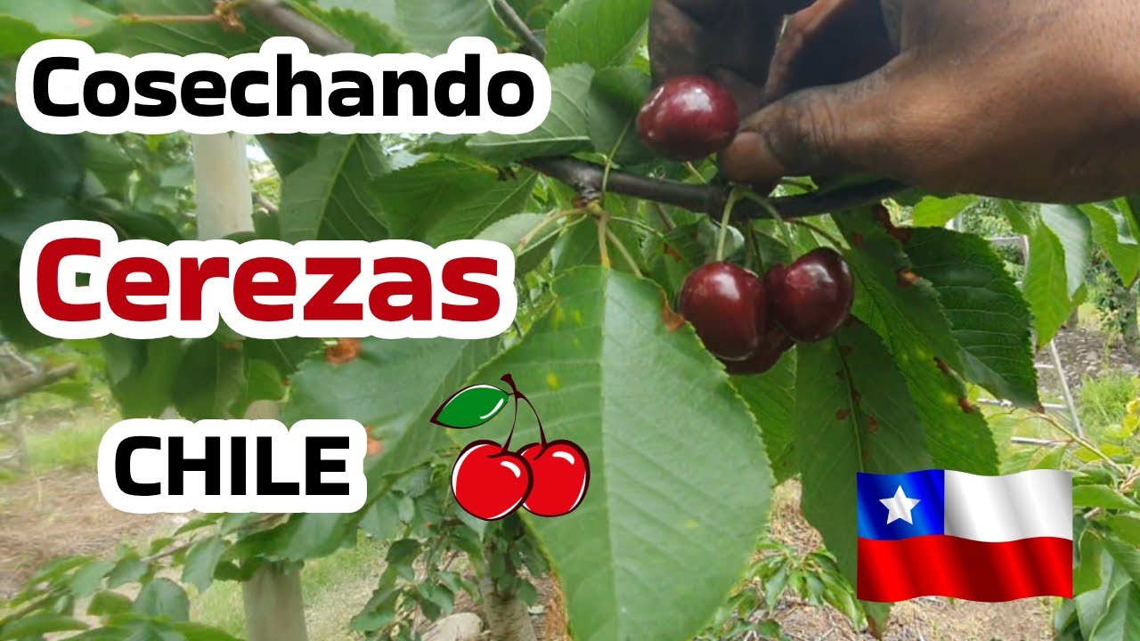 Cosecha de cerezas 2023 CHILE 🍒🇨🇱