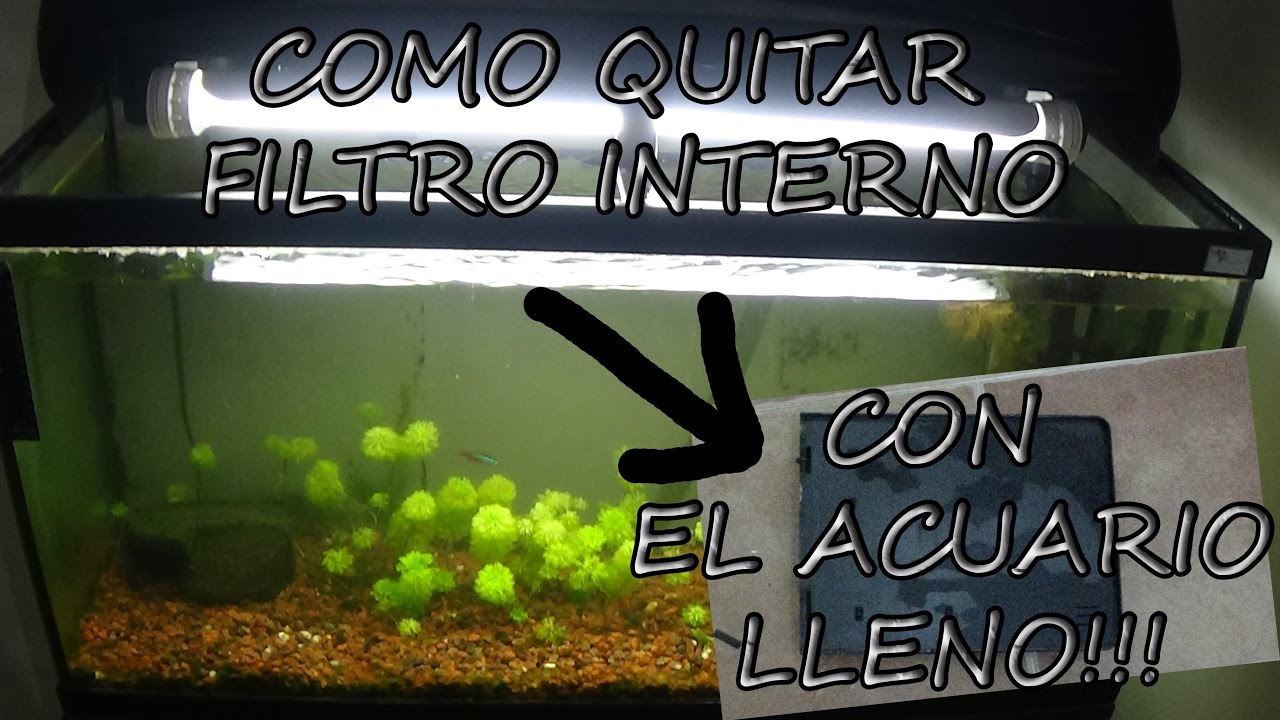 Como QUITAR FILTRO INTERNO ( Bio Box 2) con el acuario LLENO!!