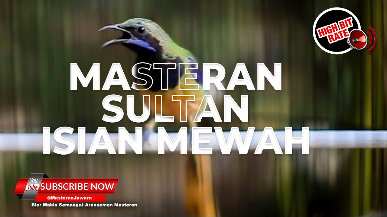 Burung Masteran Sultan Isian Full Mewah Cucak Cungkok Gacor
