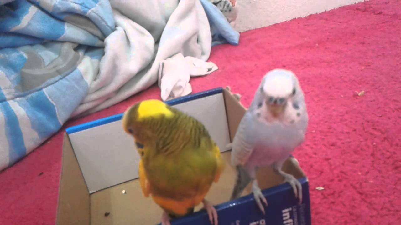 Cómo domesticar un periquito