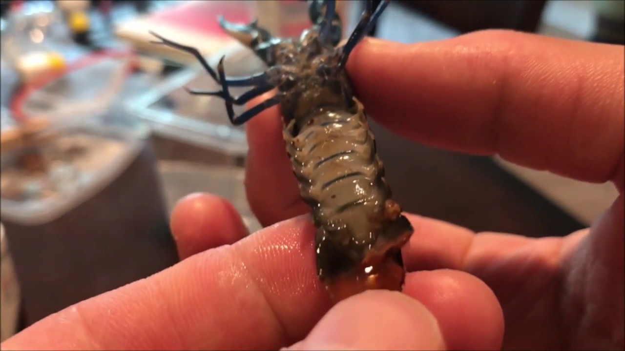 Shell Rot | Identification & Treatment | Crayfish Diseases