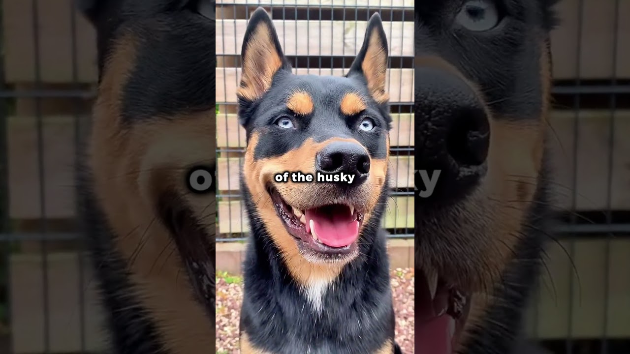 The 5 Rarest Mixed Dog Breeds in the World #dog
