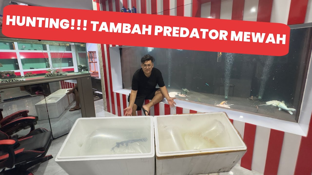 HUNTING TAMBAH KOLEKSI IKAN PREDATOR GOLDEN, IKAN LELE PREDATOR UNIK DAN IKAN PREDATOR PURBA
