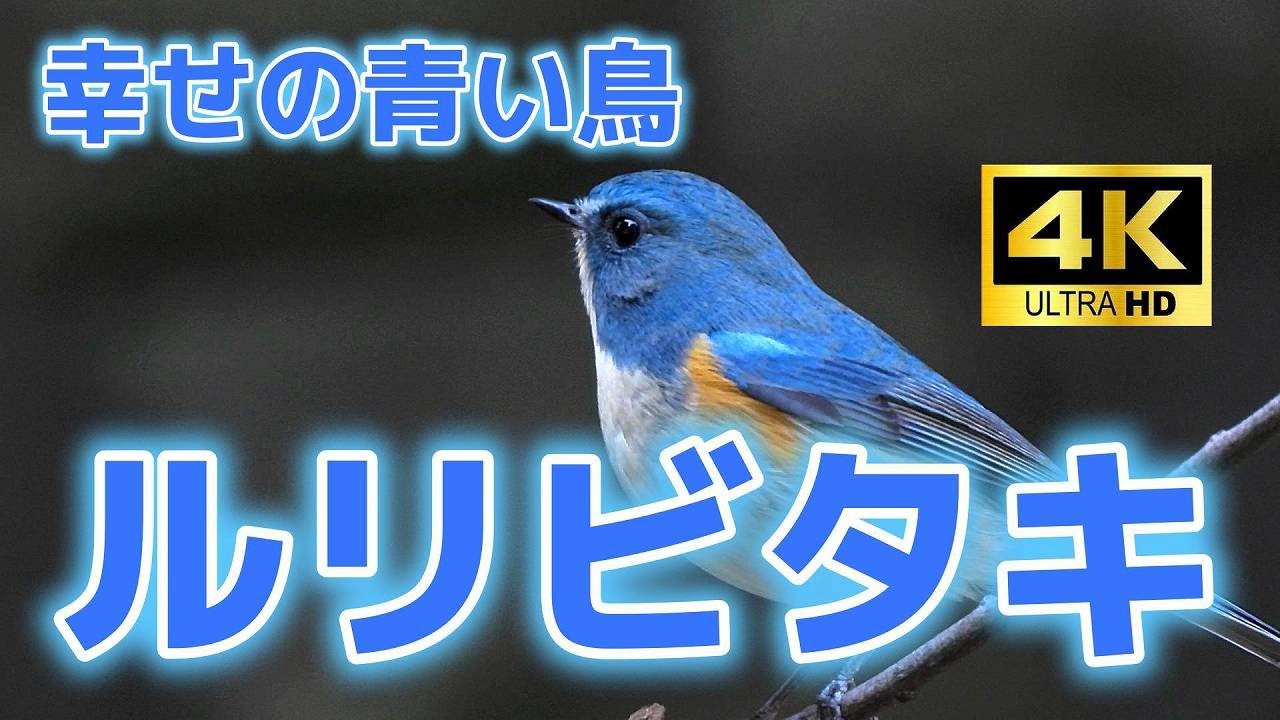 ルリビタキ・幸せの青い鳥＜４K＞オオルリ・コルリも最後に登場！