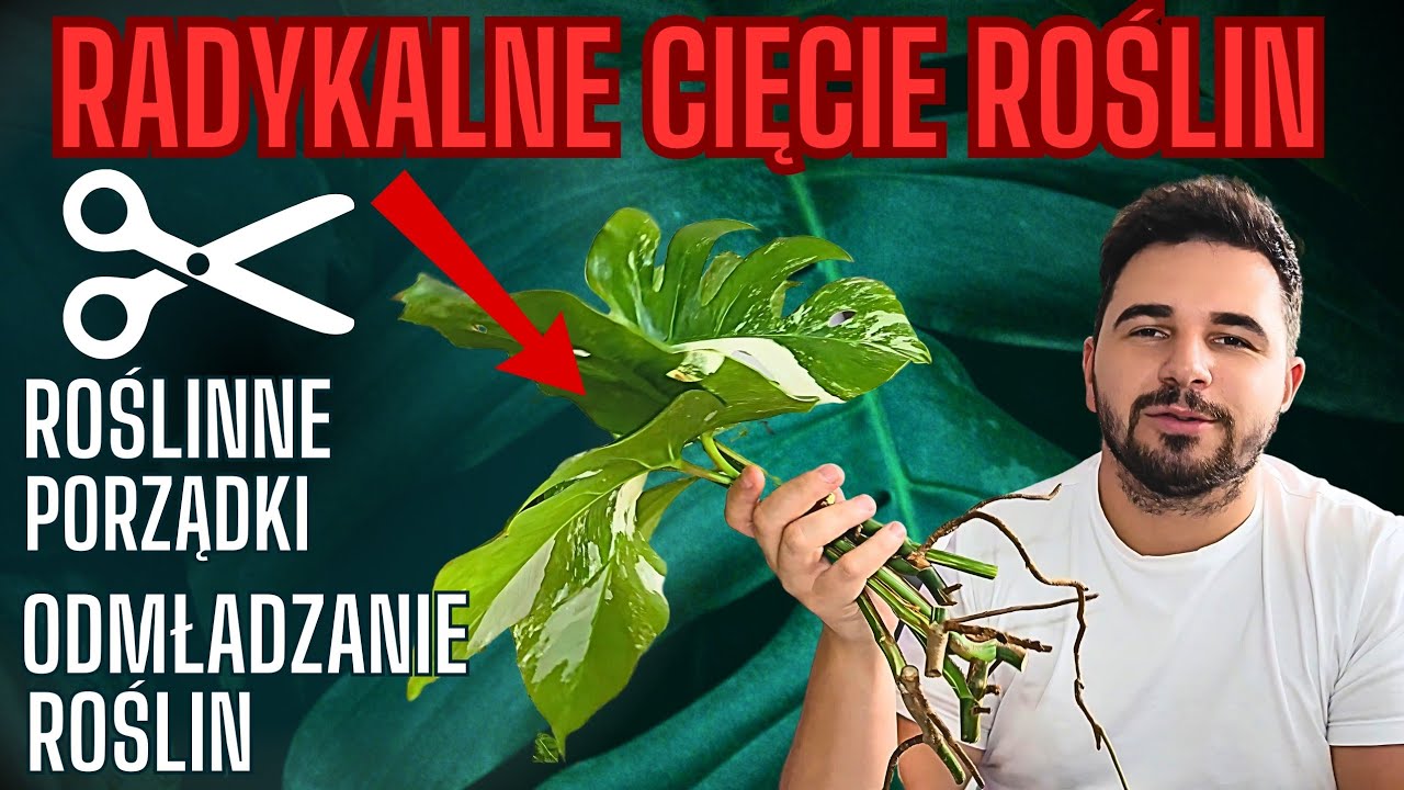 Roślinne porządki 🌿 RÓB TO, aby mieć piękne rośliny 👍 #plants #roślinydoniczkowe #roślinydomowe