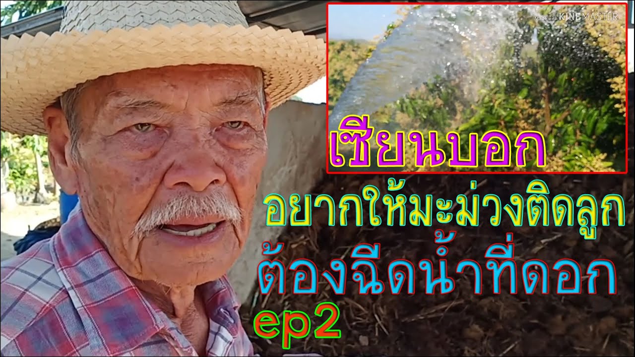 มะม่วงออกดอก ต้องให้น้ำหรือไม่ บำรุงอย่างไร กี่วันห่อ กี่วันเก็บผล ฟังผู้เชี่ยวชาญ ep2 l Pai91.5