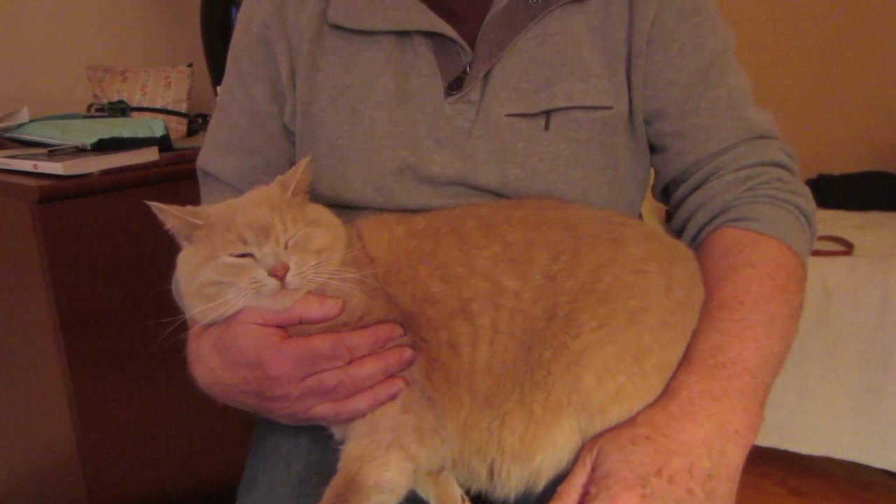 Choosing an accordion for Irish music II - voices, tremolo, action